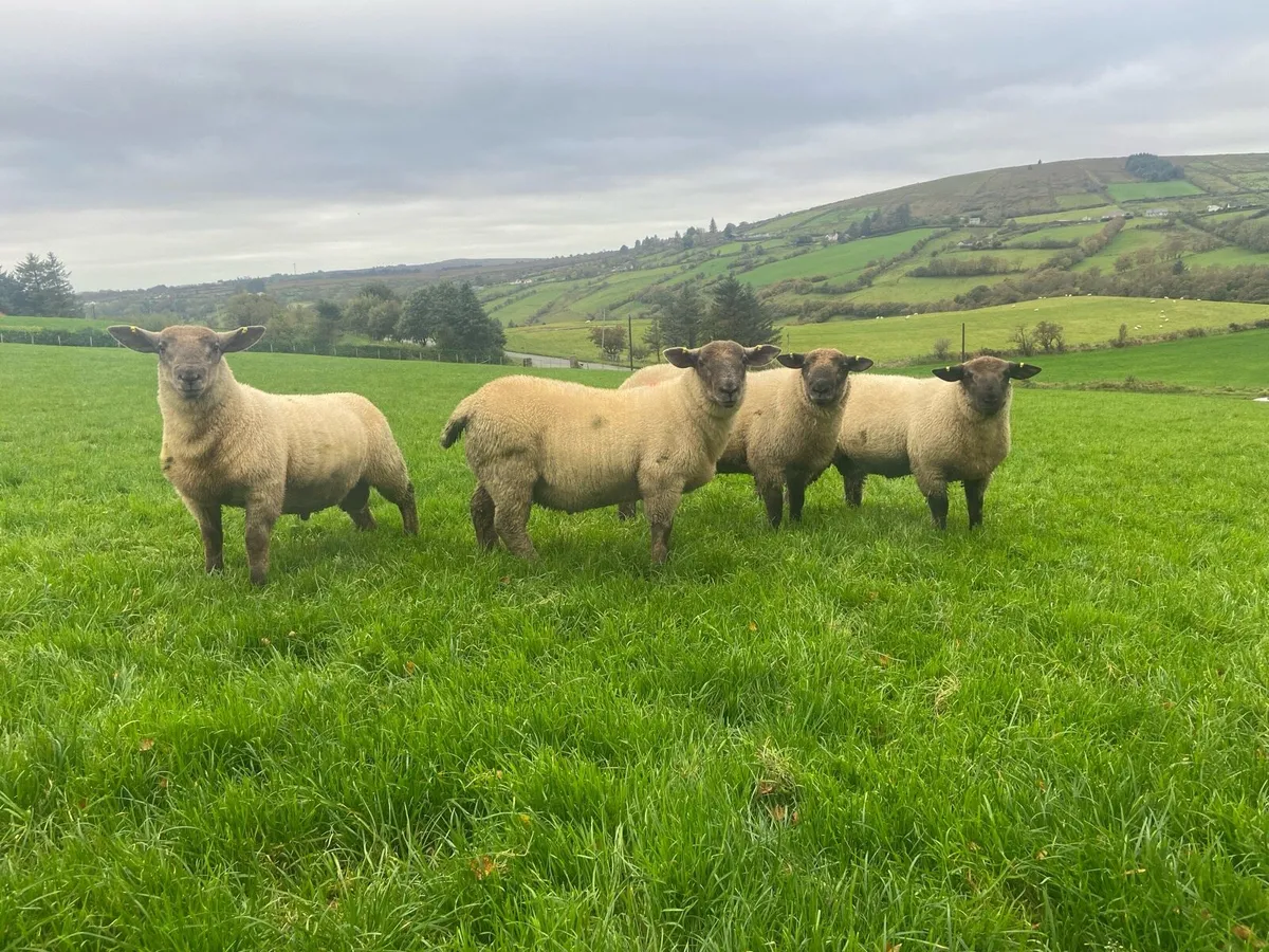 SuffTex Ram Lambs - Image 4