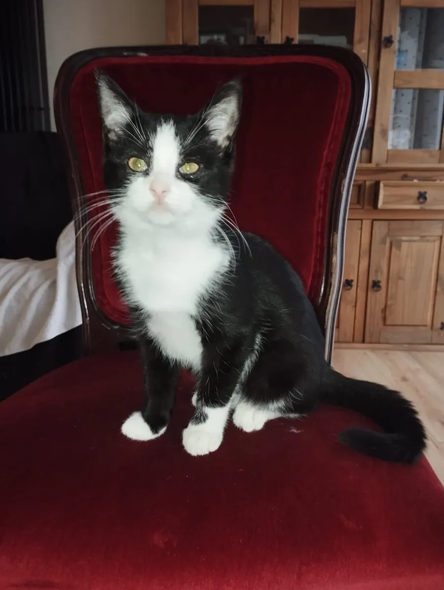 Kitten - Image 1