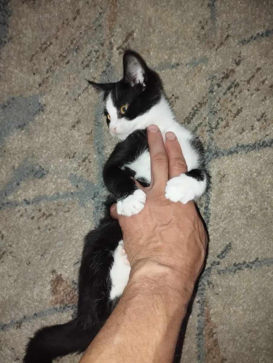 Kitten - Image 2
