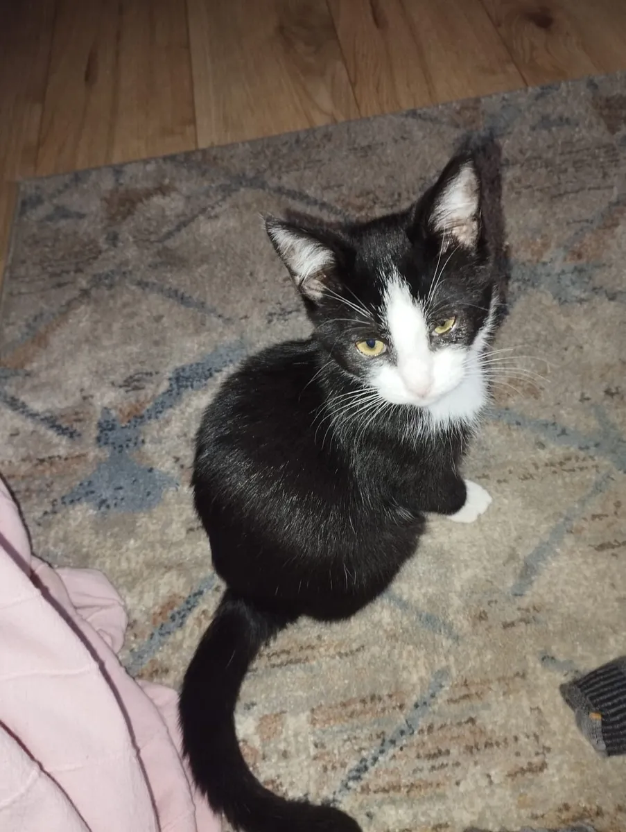 Kitten - Image 3