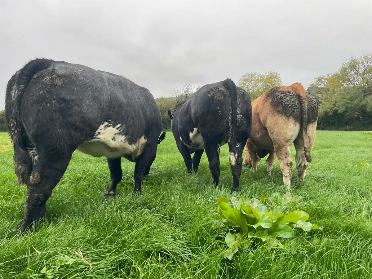 In Calf Heifers - Image 2