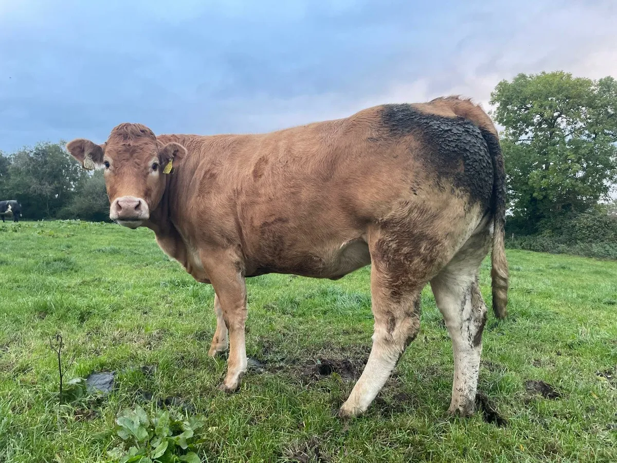 In Calf Heifers - Image 3