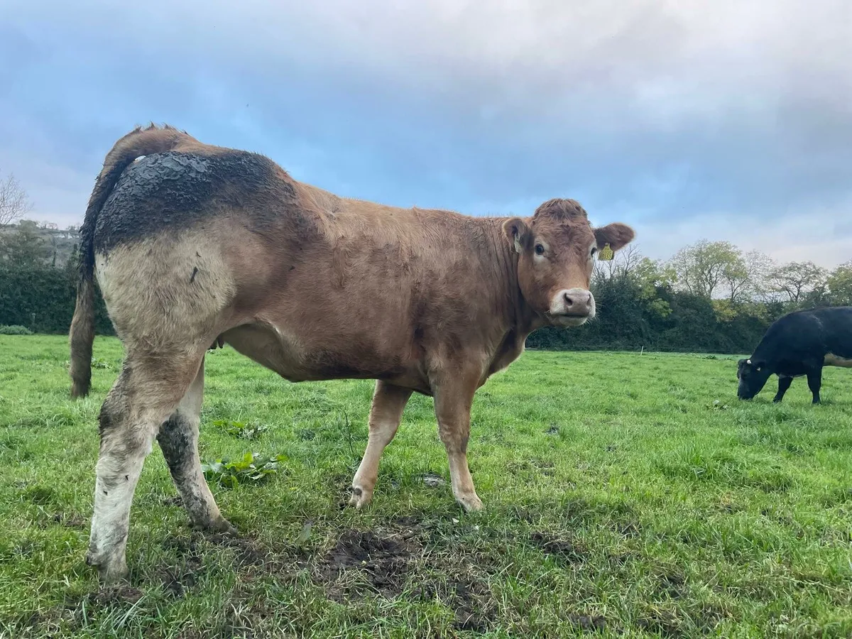 In Calf Heifers - Image 4