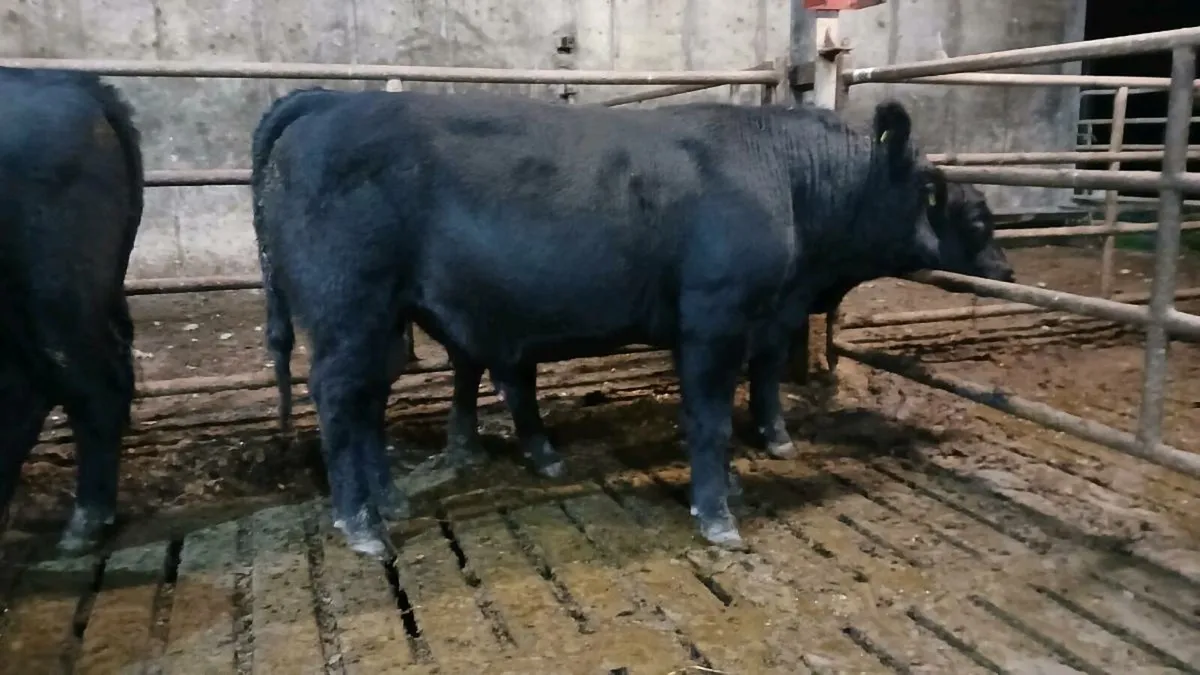 Pedigree Angus bull - Image 1