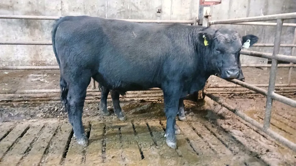 Pedigree Angus bull - Image 2