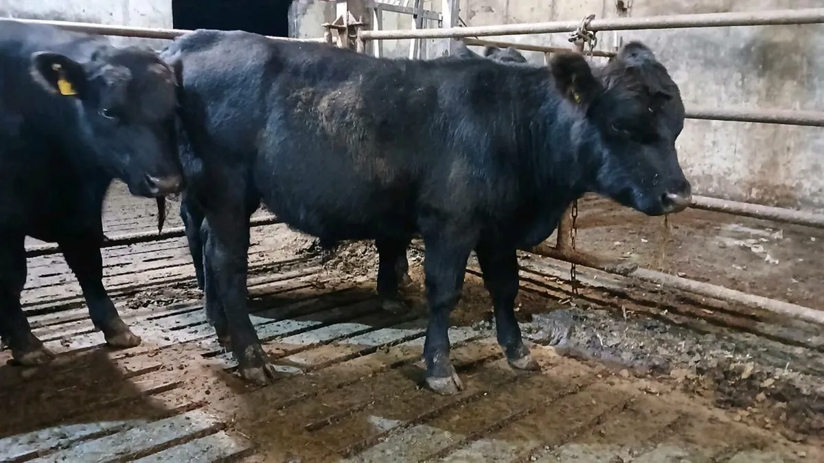 Pedigree Angus bull - Image 3