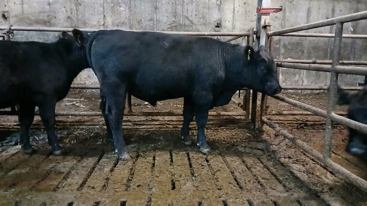 Pedigree Angus bull - Image 4