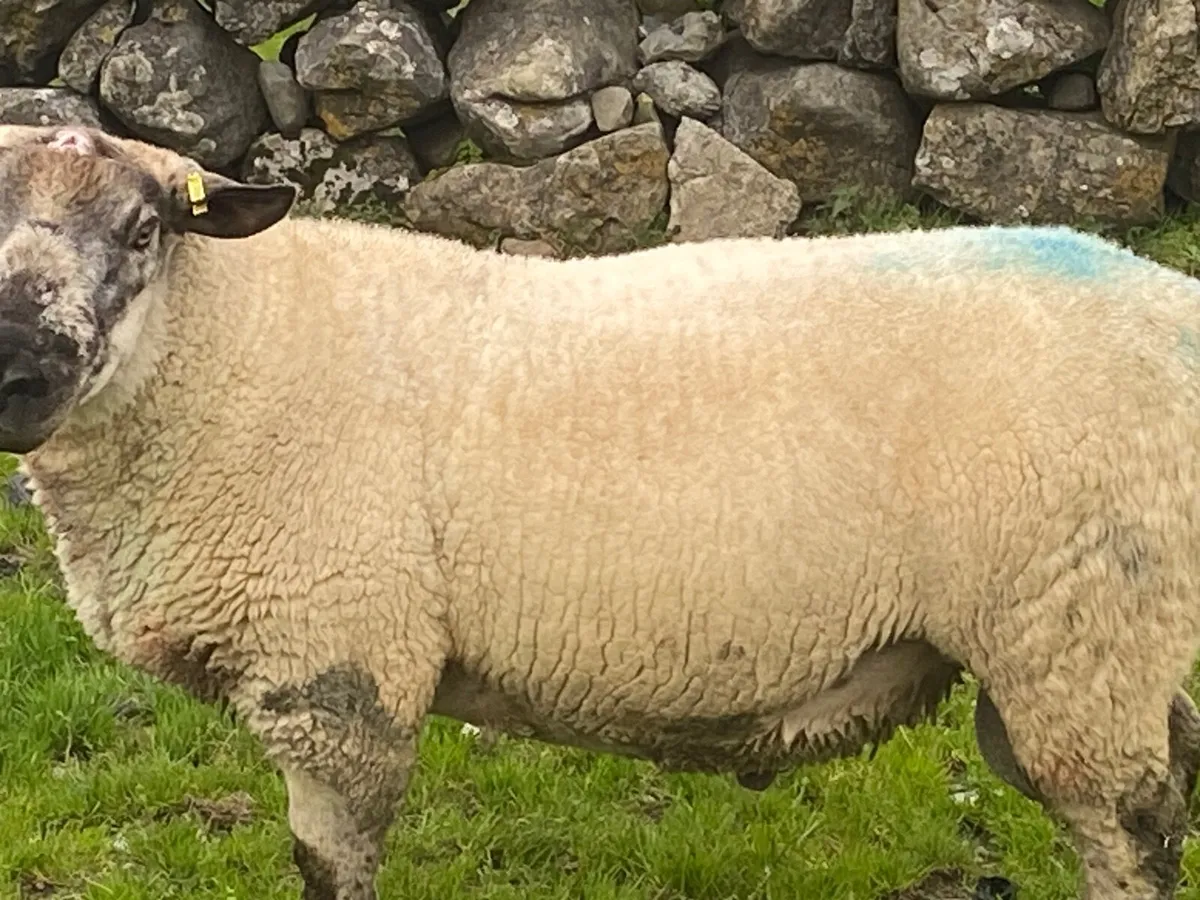 Ram - Image 2