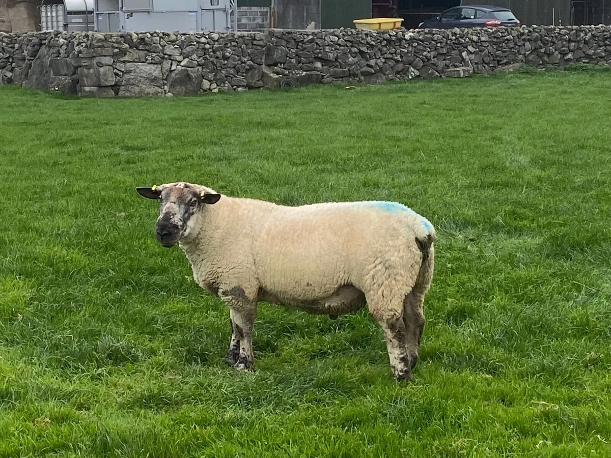 Ram - Image 1