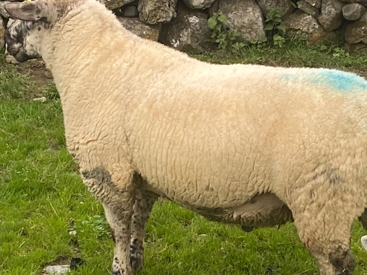 Ram - Image 3