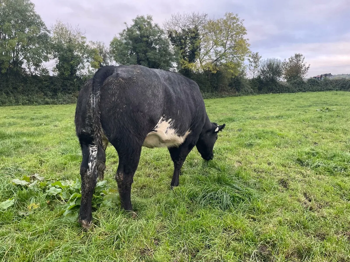 5 ***** In Calf Heifer - Image 1