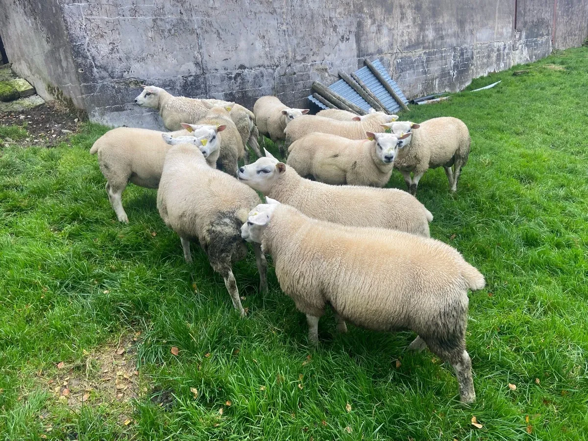 Texel Ram Lambs - Image 1