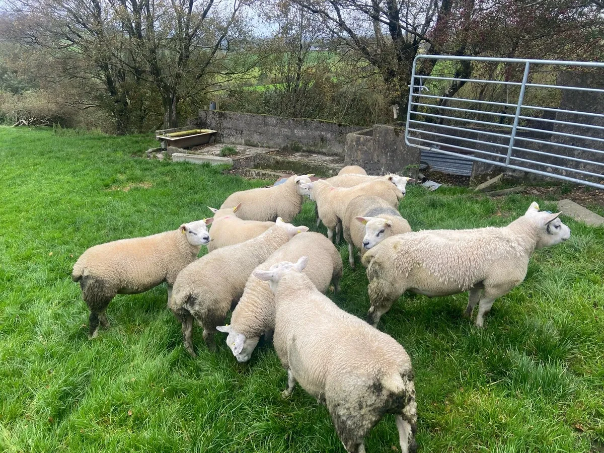 Texel Ram Lambs - Image 2