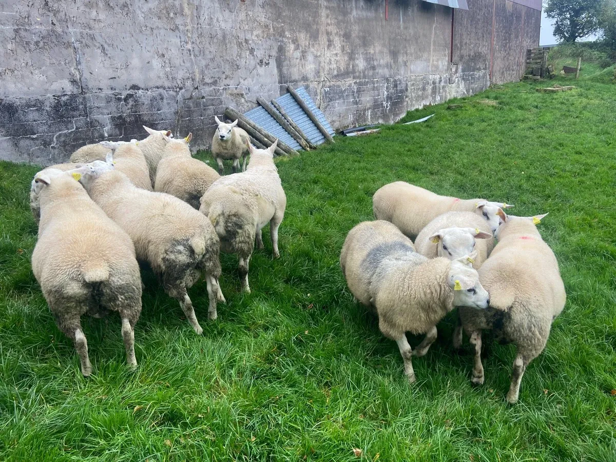 Texel Ram Lambs - Image 3