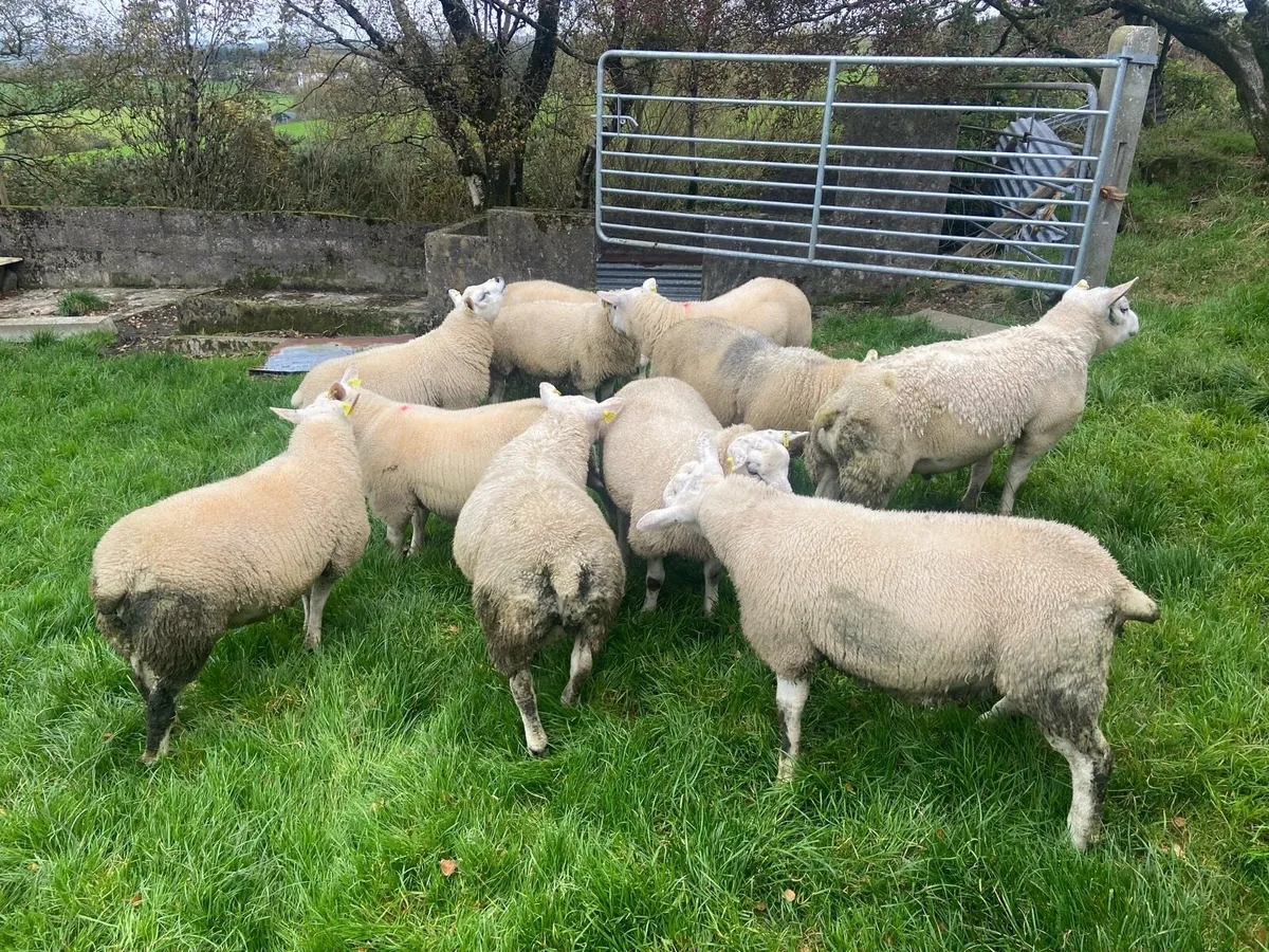 Texel Ram Lambs - Image 4