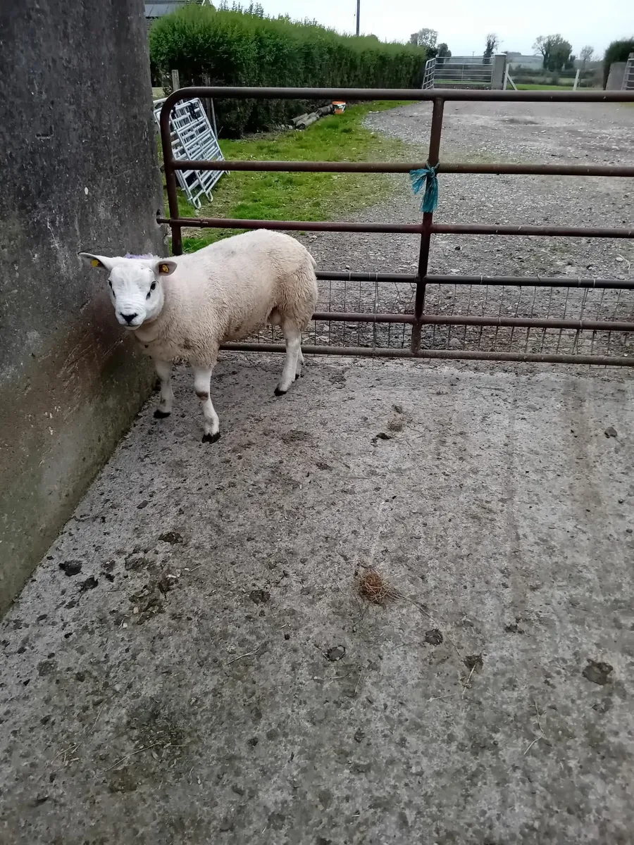 Texel & Suffolk ram lambs - Image 1