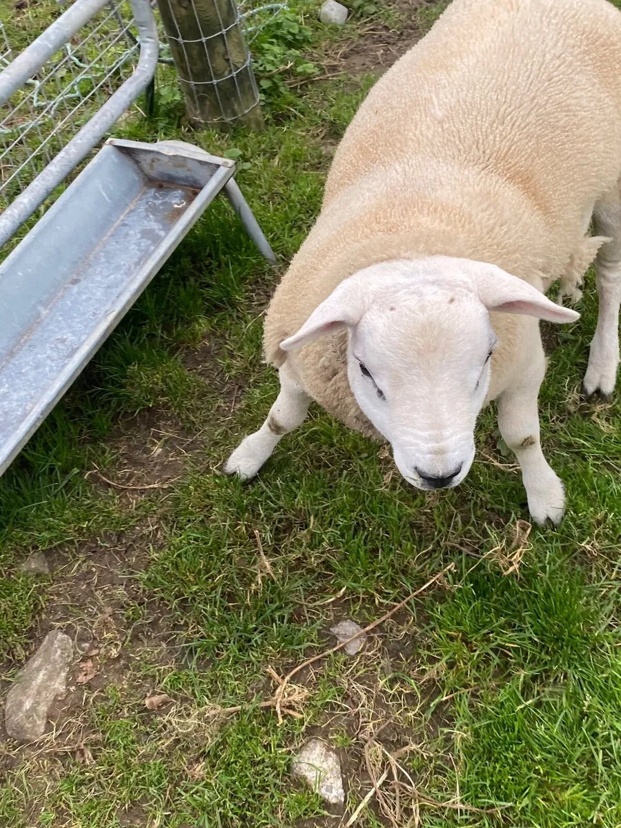 Rams - Image 2