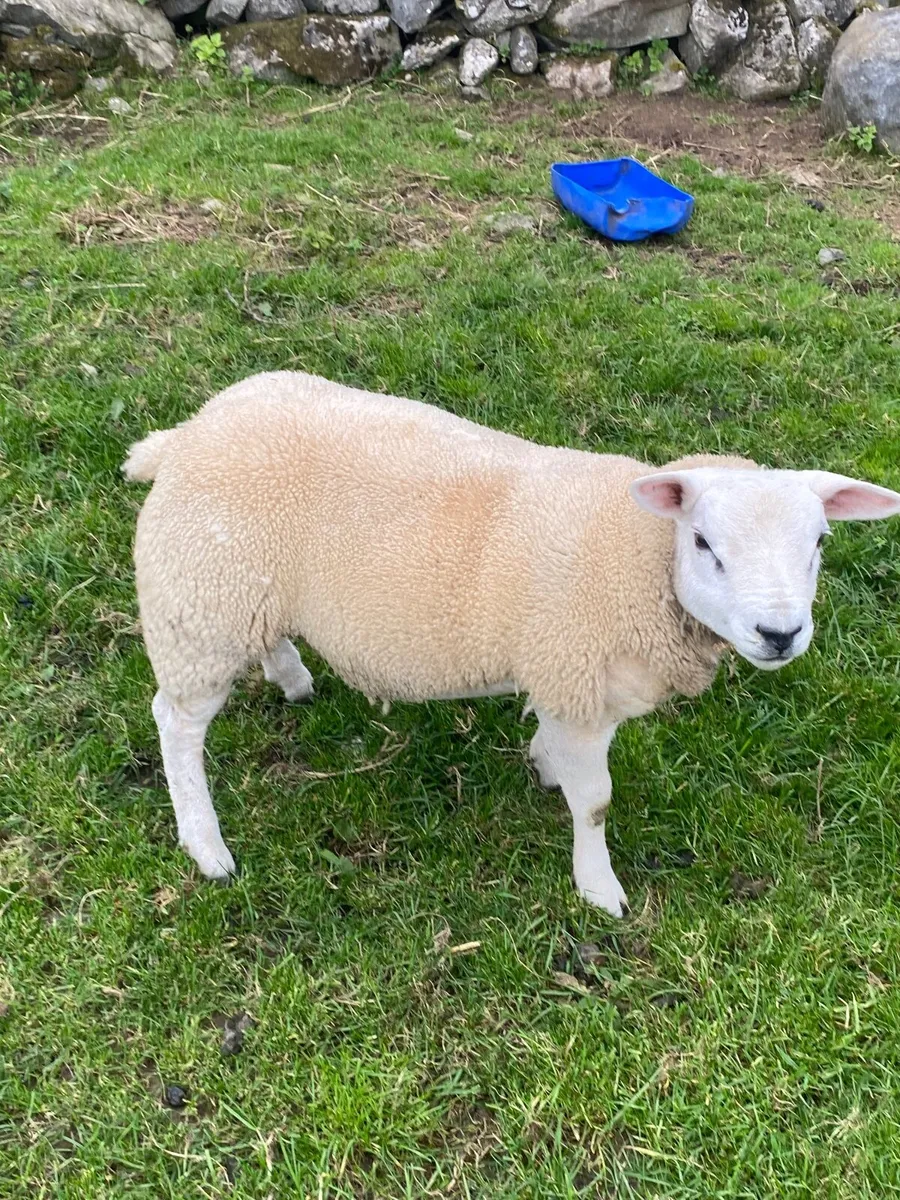 Rams - Image 3