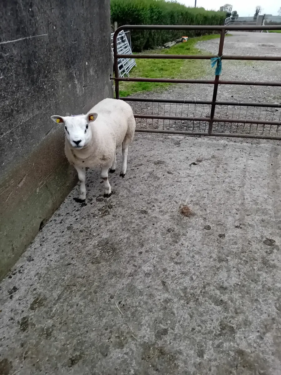 Texel & Suffolk ram lambs - Image 2