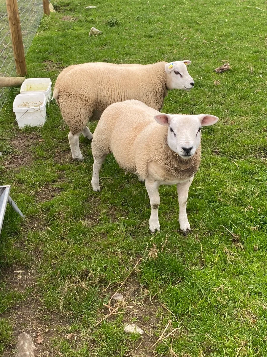 Rams - Image 4