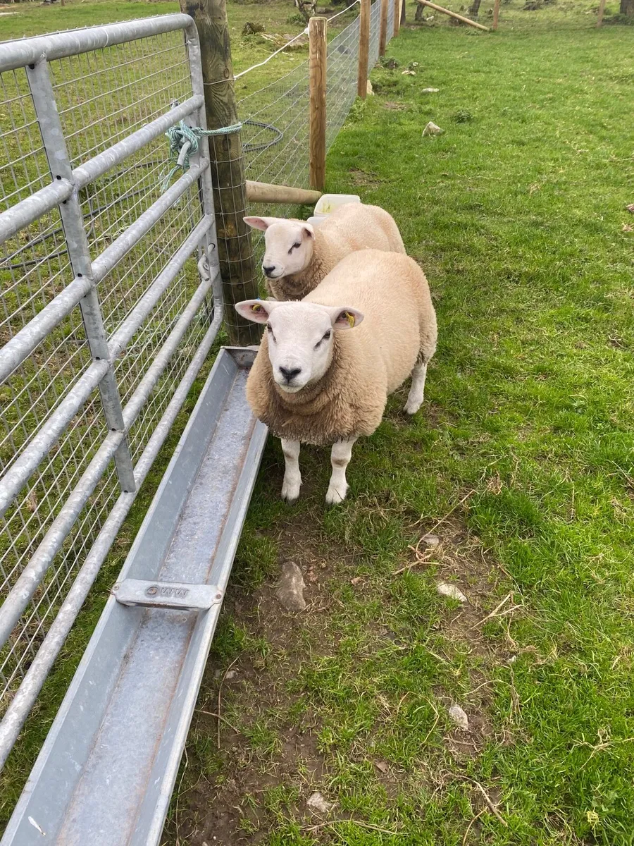 Rams - Image 1