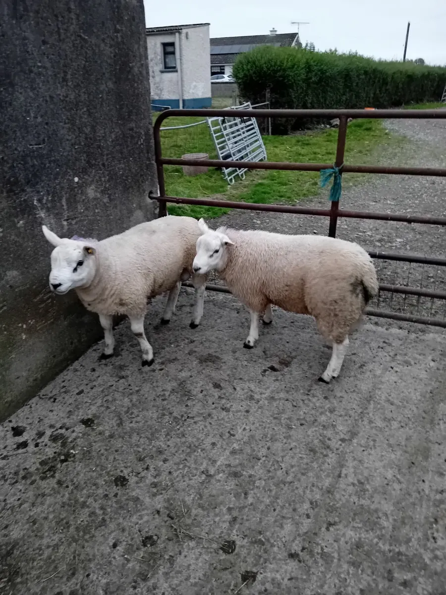 Texel & Suffolk ram lambs - Image 3