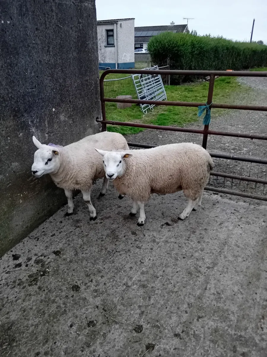Texel & Suffolk ram lambs - Image 4
