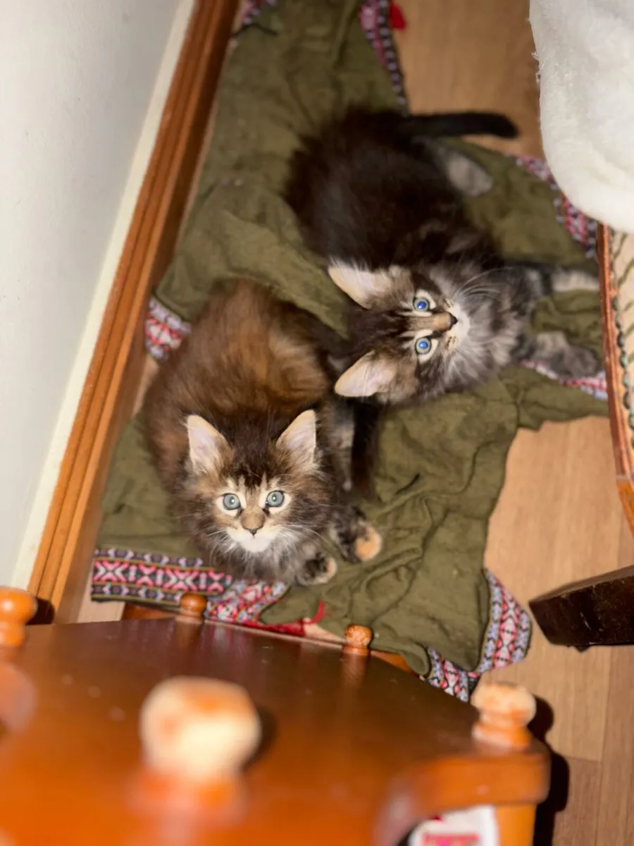 Maine Coon kittens - Image 1