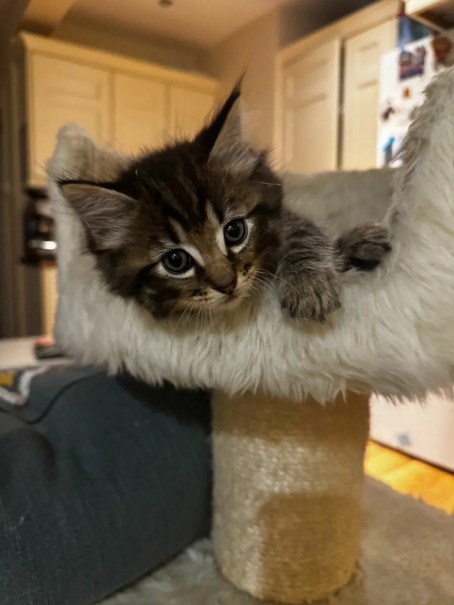 Beautiful and  very playful kittens - Image 2