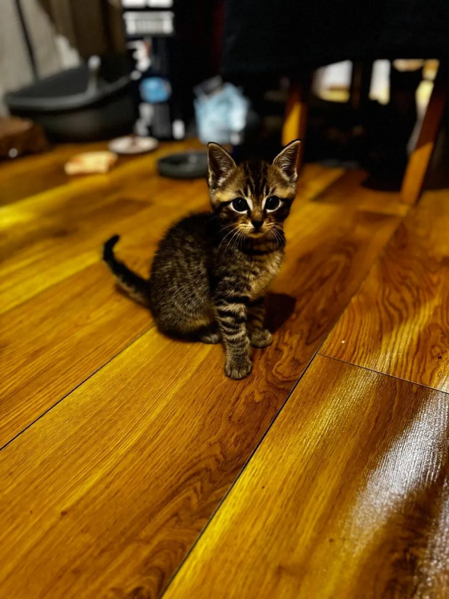 Beautiful and  very playful kittens - Image 3