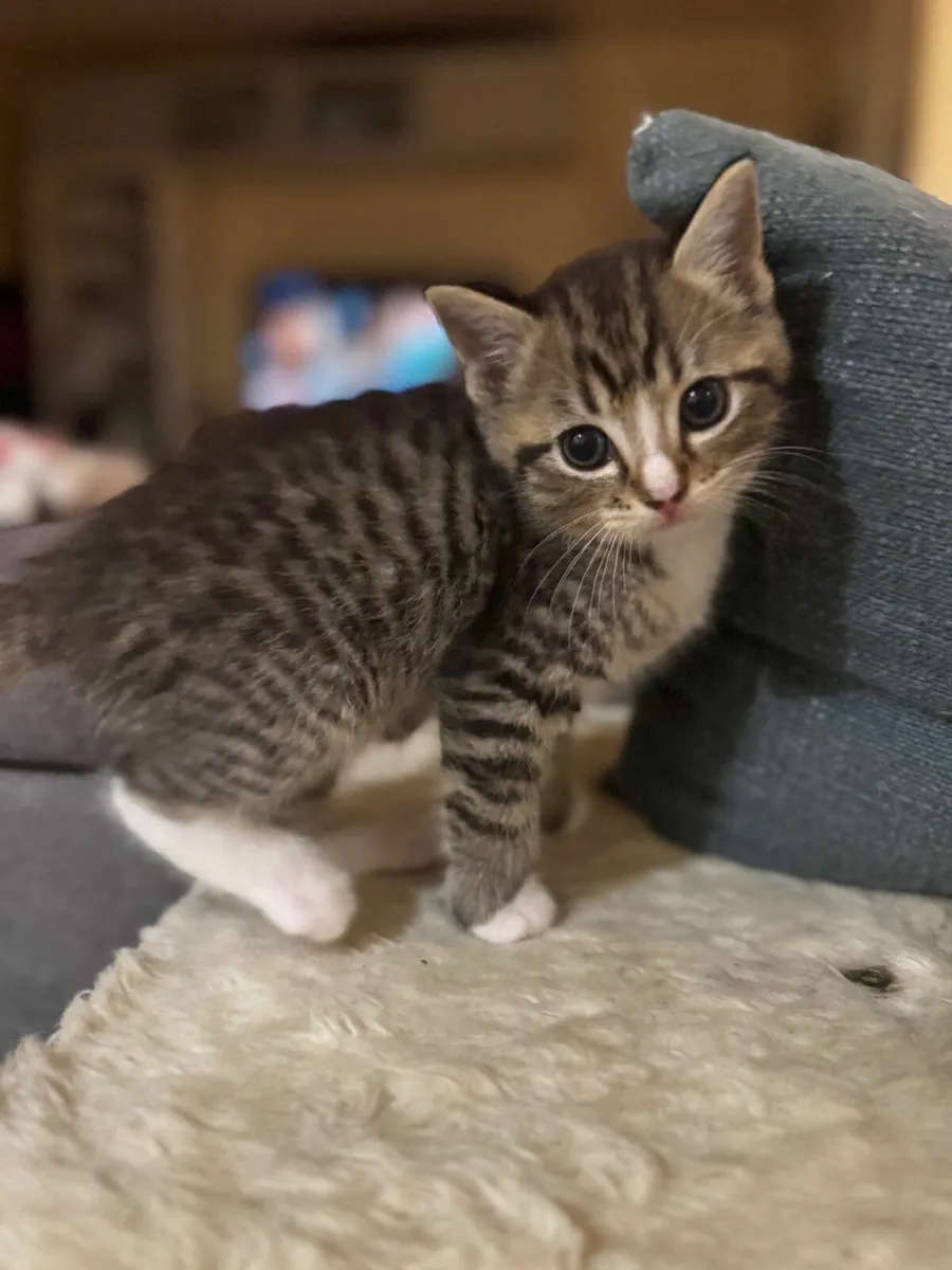 Beautiful and  very playful kittens - Image 4