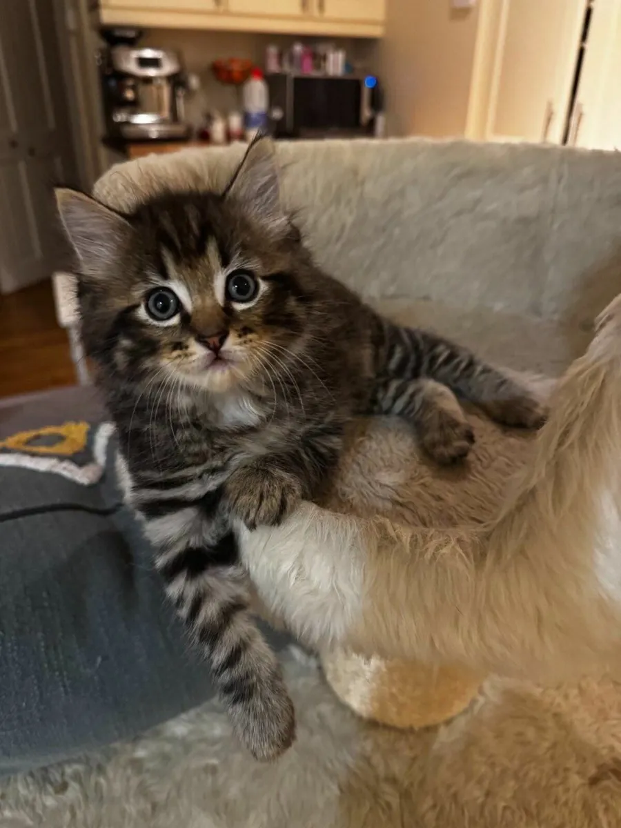 Beautiful and  very playful kittens - Image 1