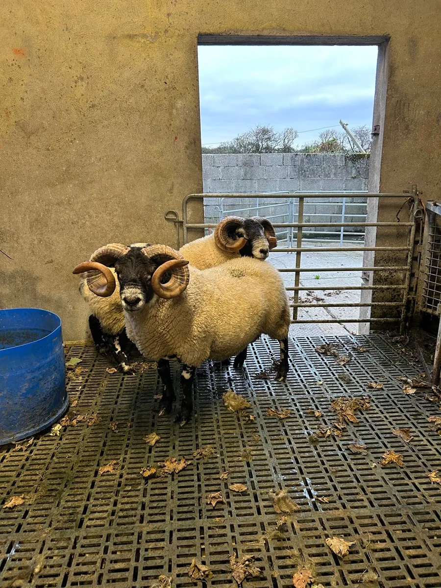Lanark Hogget Rams - Image 1