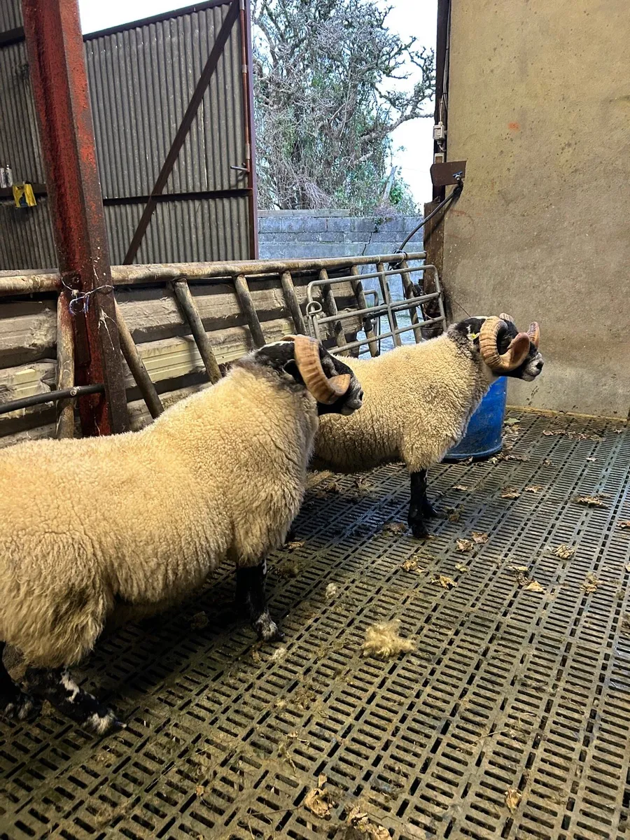 Lanark Hogget Rams - Image 2