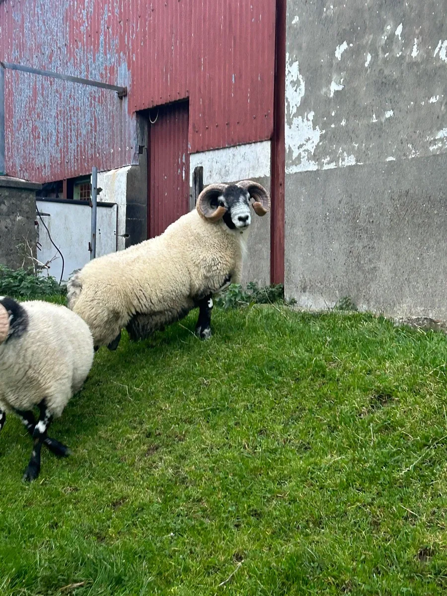 Lanark Hogget Rams - Image 3