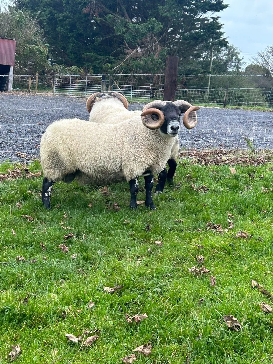 Lanark Hogget Rams - Image 4