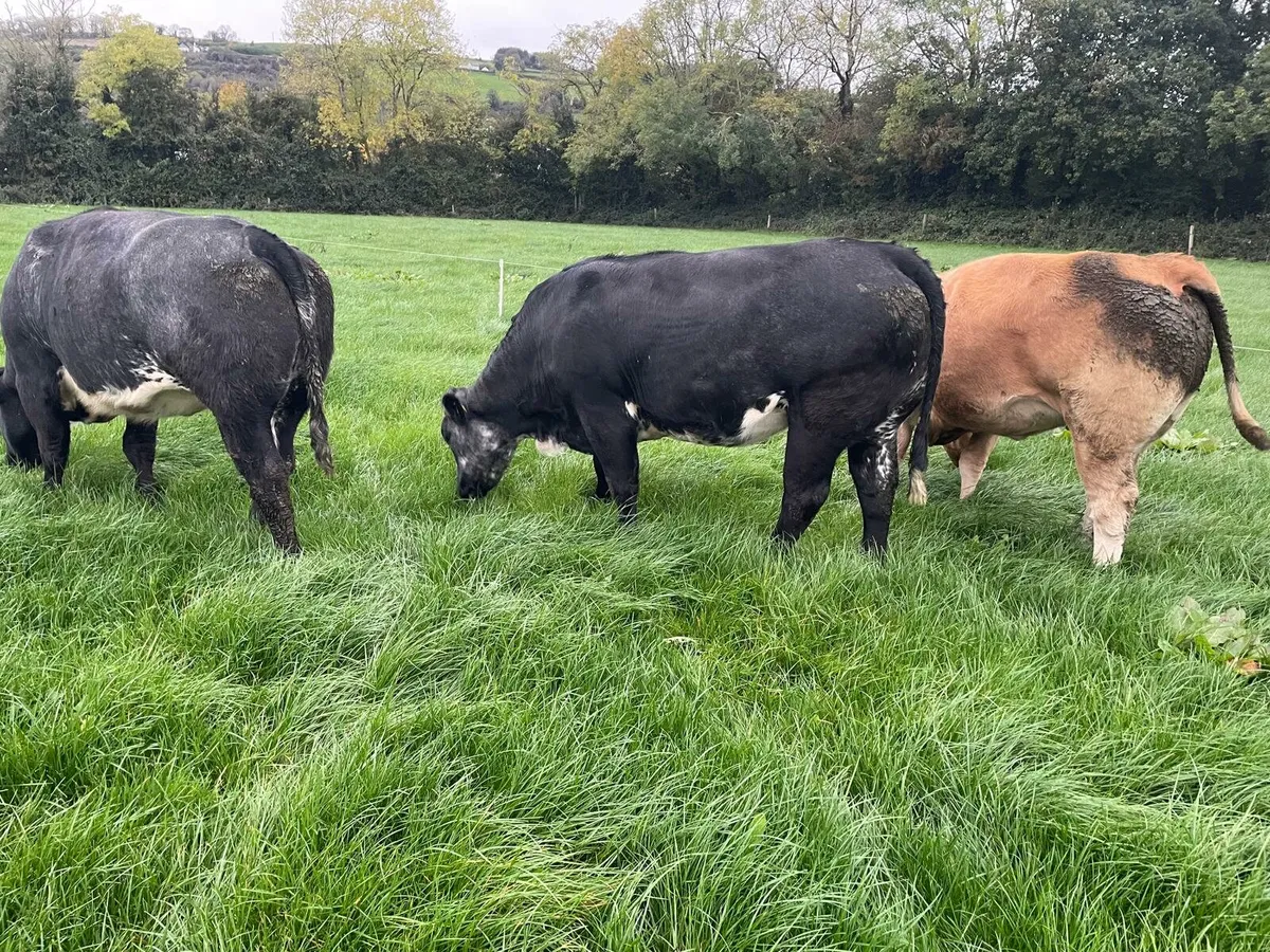 In Calf Heifers - Image 1