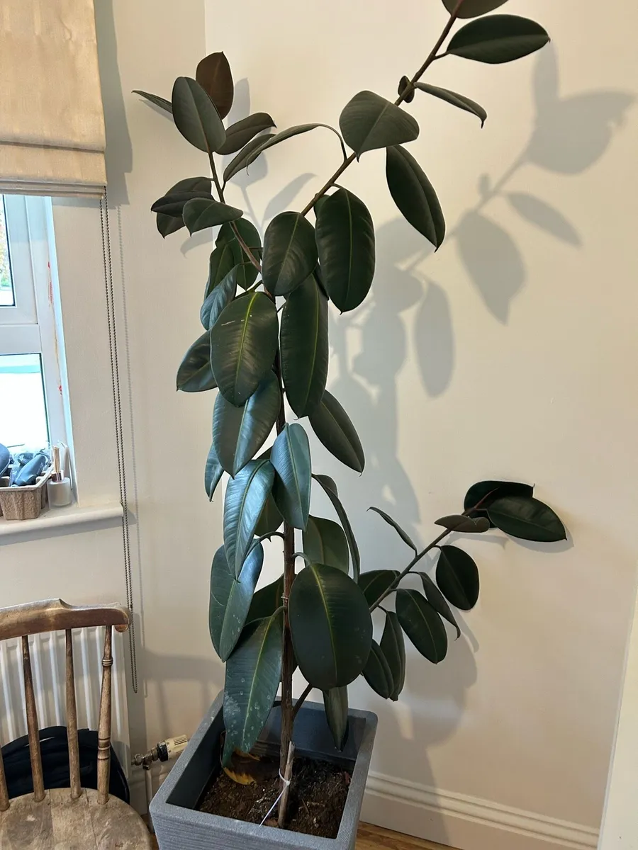 House plant