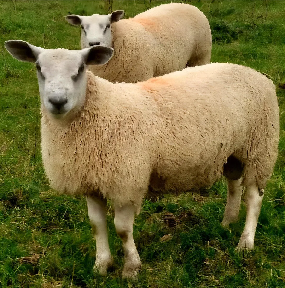 Aber ram lambs - Image 1