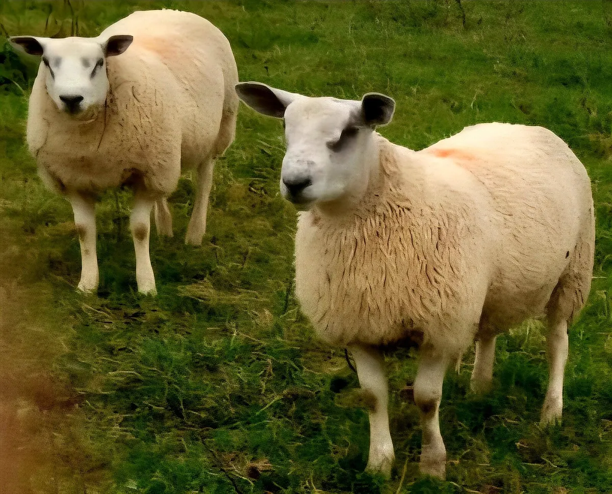Aber ram lambs - Image 2