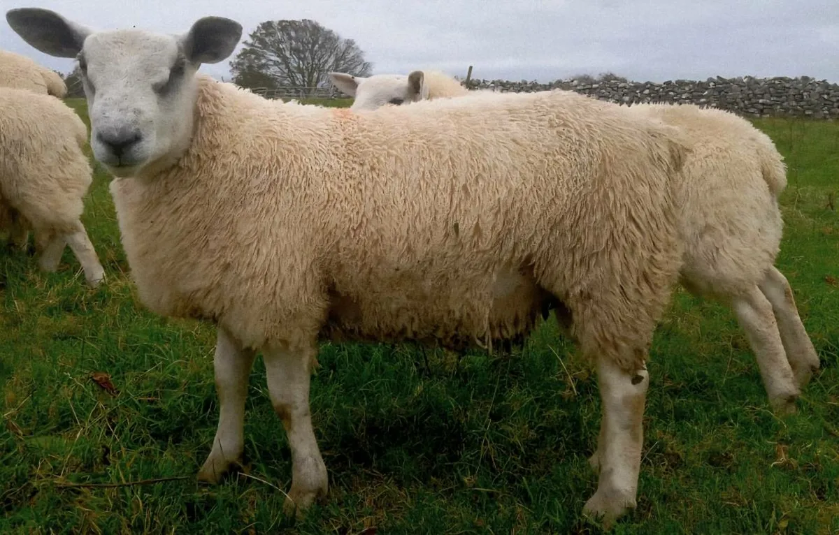 Aber ram lambs - Image 3