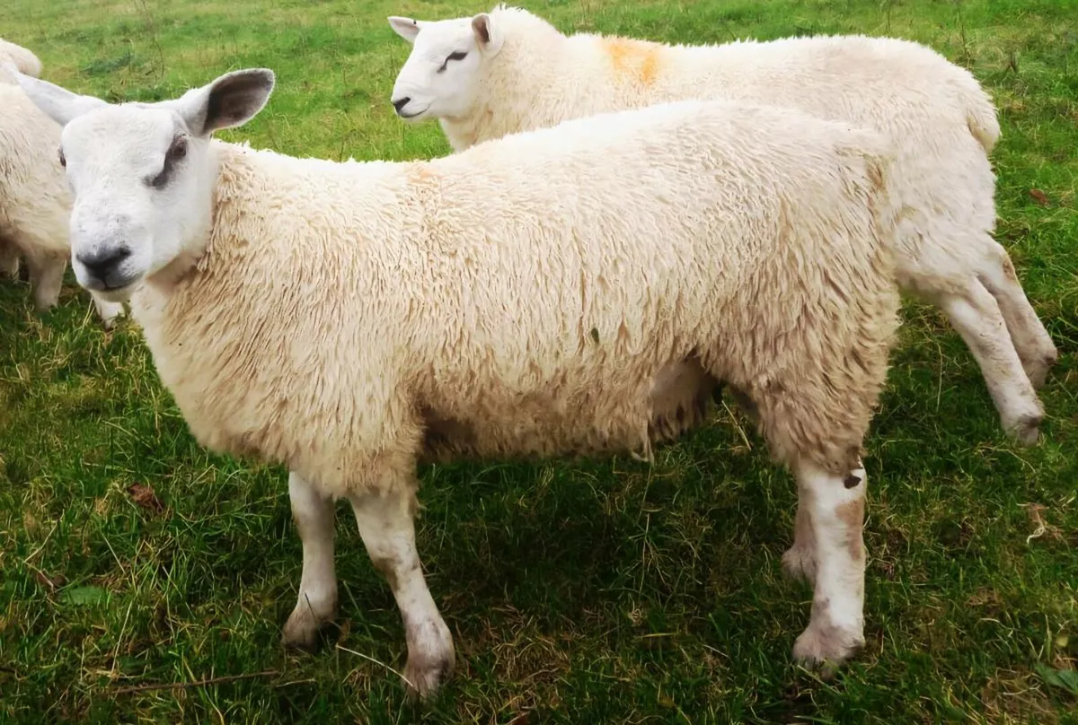 Aber ram lambs - Image 4