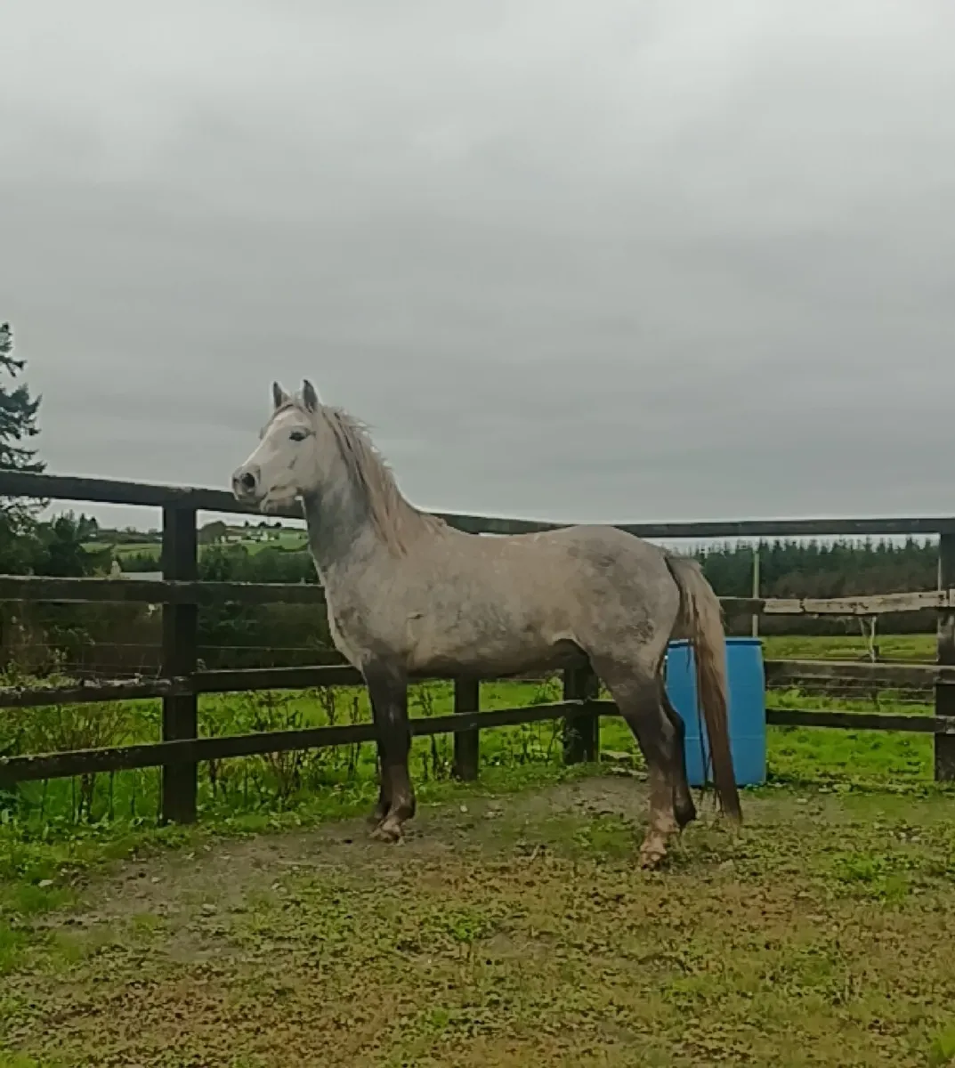 Conemara gelding - Image 2