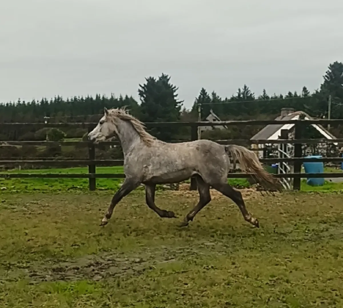 Conemara gelding - Image 3