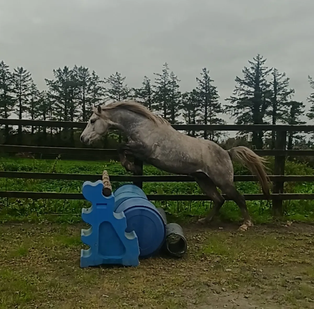 Conemara gelding - Image 4