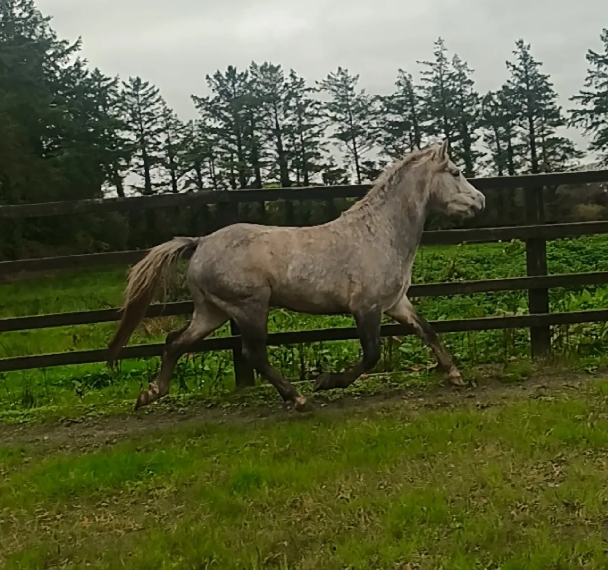 Conemara gelding - Image 1