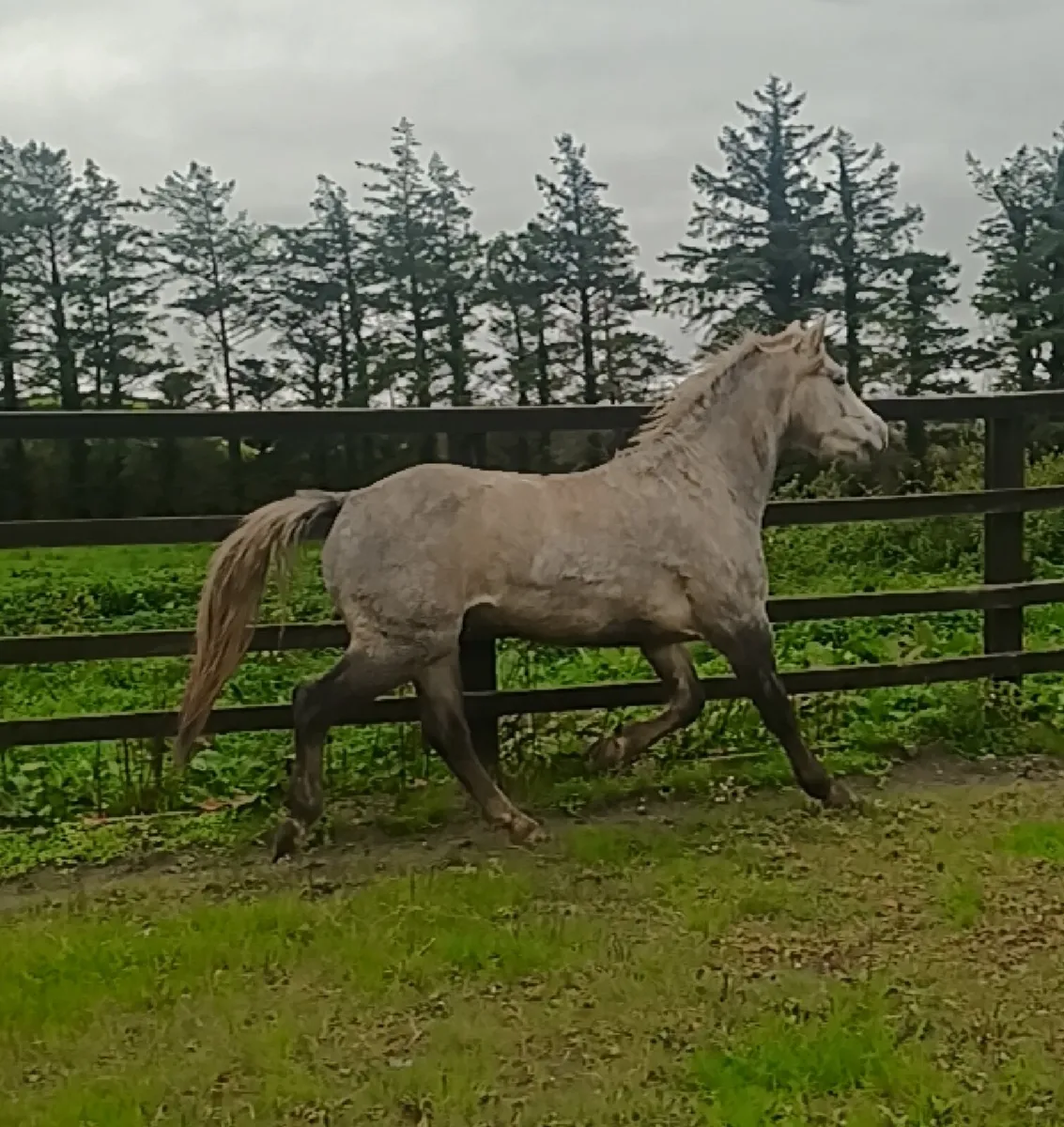 Conemara gelding - Image 1