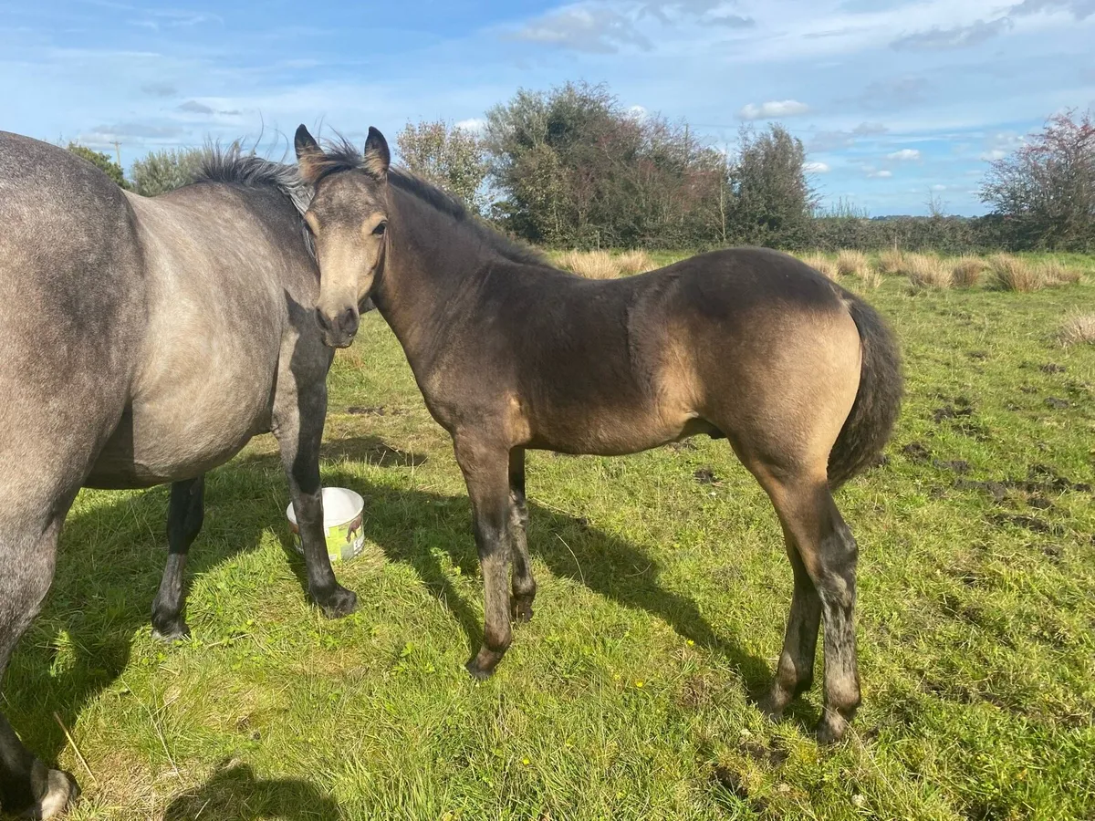 Connemara Colt Foal - Image 1
