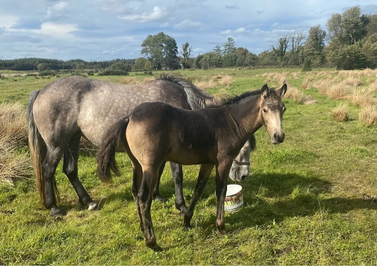 Connemara Colt Foal - Image 2