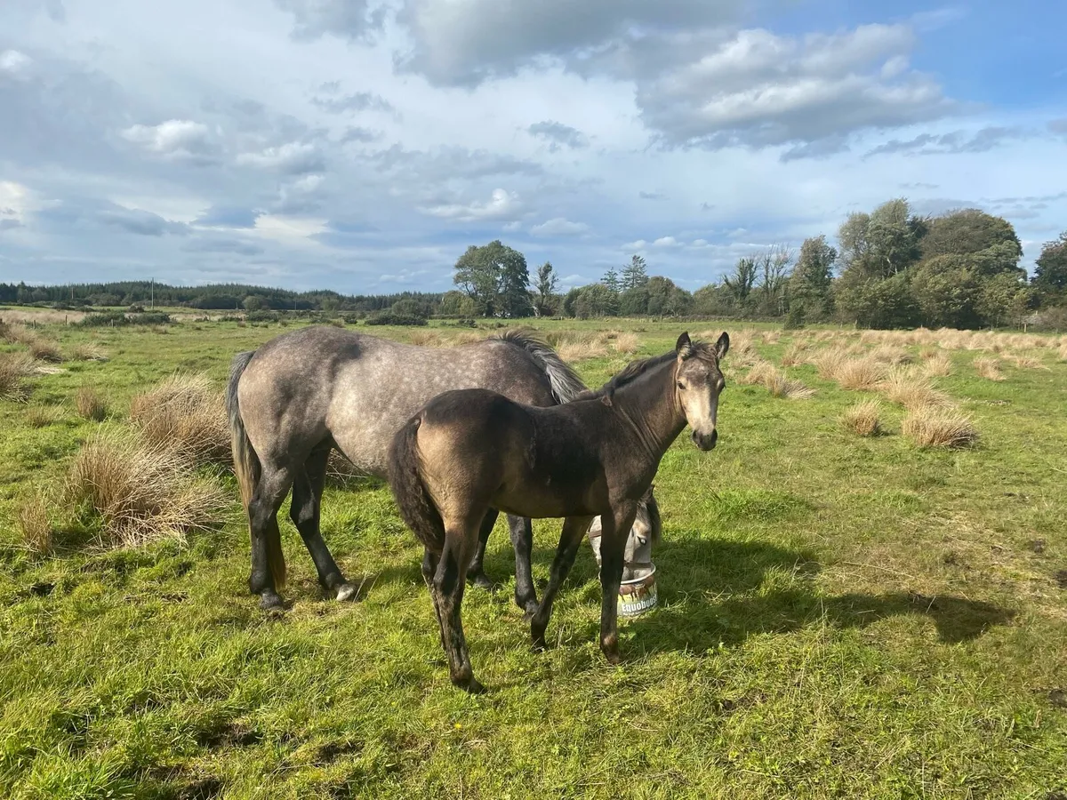 Connemara Colt Foal - Image 3
